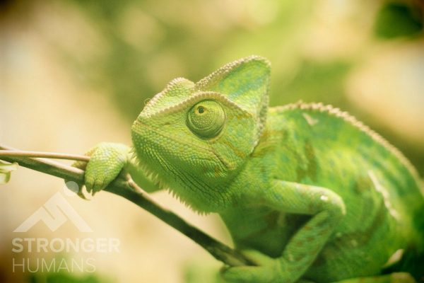 The Chameleon Effect