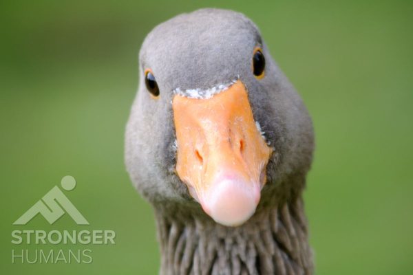 Discover how the “gift of the goose” offers timeless lessons in leadership, encouragement, and shared responsibility. This reflection on a cultural change programme shows why teams thrive when they support, uplift, and look out for one another.